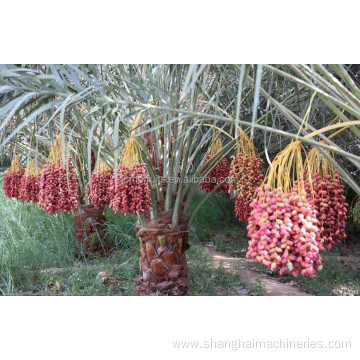 dates palm processing drying machine